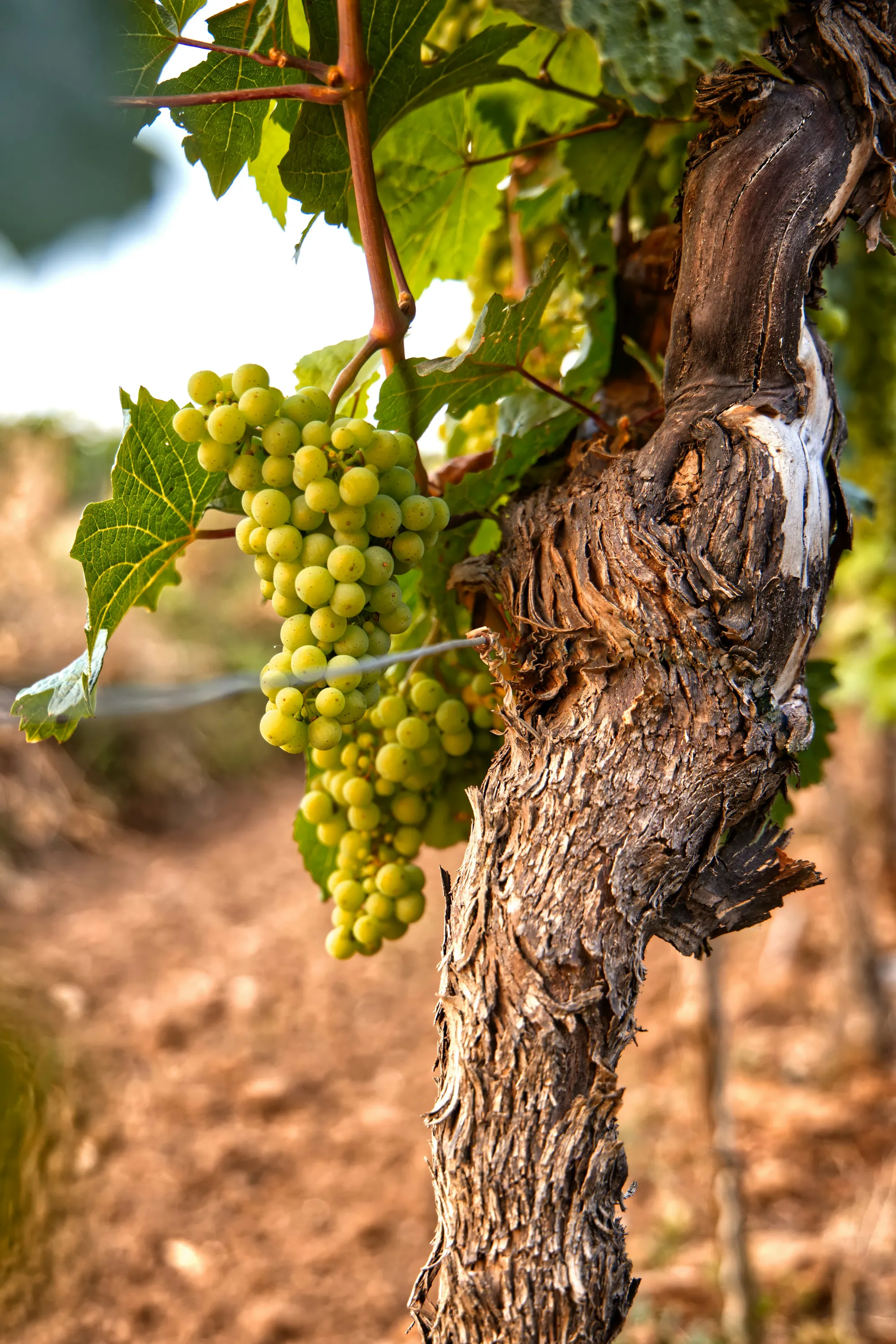 Vineyard at golden hour